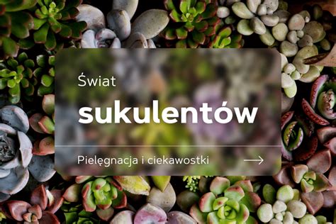 Zásady starostlivosti o kaktusy a sukulenty