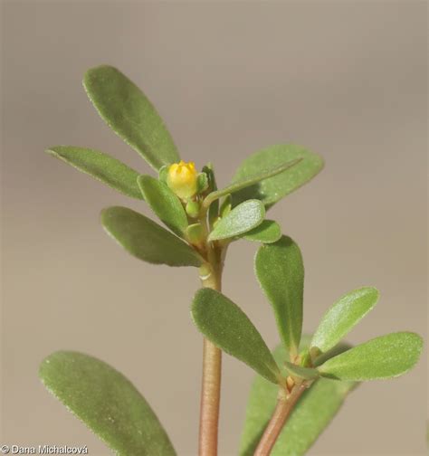 Ilustrácia rastliny Portulaca oleracea s detailmi listov a stonky