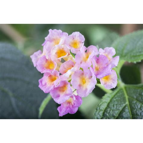 Rôzne druhy listov popínavých rastlín