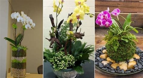 Zátišie s kvitnúcimi orchideami rôznych farieb
