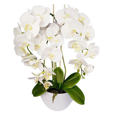 Obrázok: Orchidea v kúpeľni s oknom, využitie vlhkosti