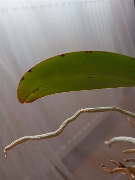 Pleseň okvetných lístkov na bielych kvetoch Phalaenopsis
