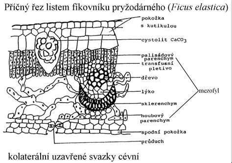 Detail listu fikusu so škodcami