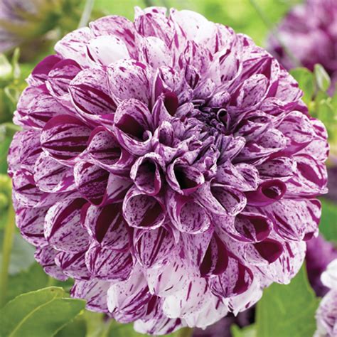 Dahlia 'Marble Ball'