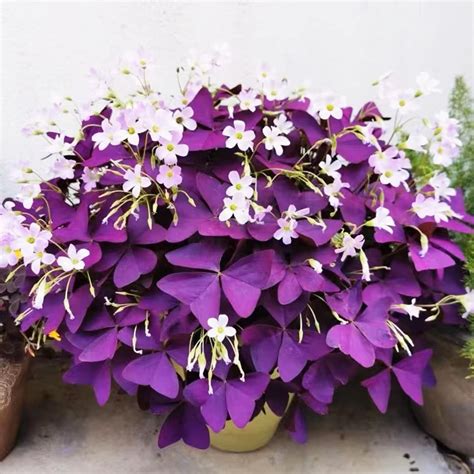 Fialový Oxalis triangularis