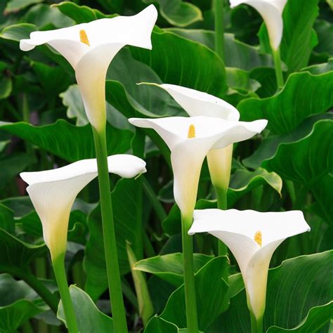 Zantedeschia aethiopica botanická ilustrácia