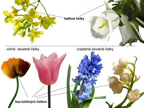 Kvet kaly etiópskej s tyčinkami
