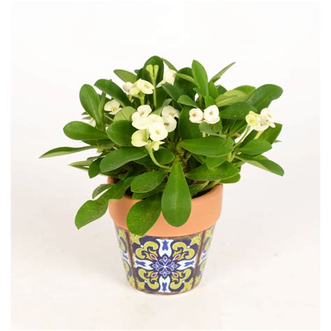 Prýštec najkrajší v kvetináči