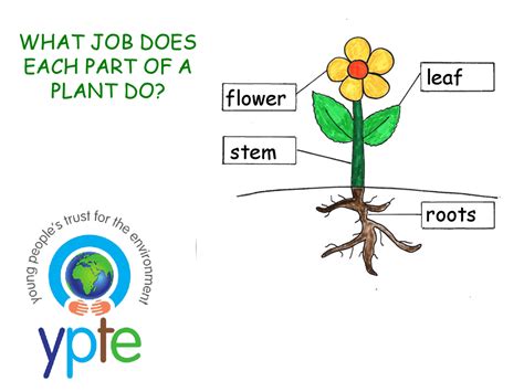 Leaf to Root princíp