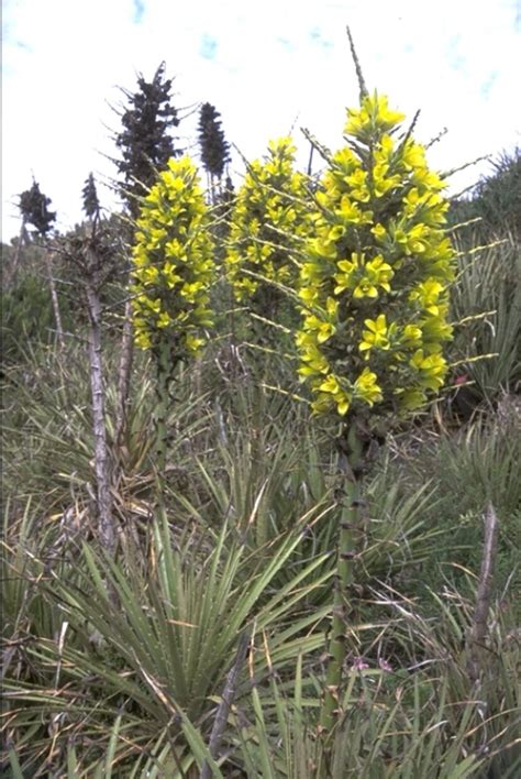 Puya chilensis s kvetenstvom