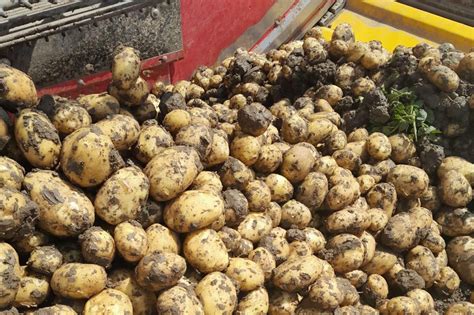 Zemiakové polia v suchu