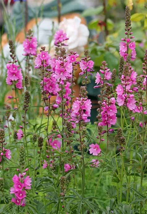 Kvitnúca Sidalcea 'Party Girl'