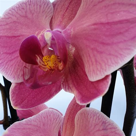 Detail kvetov Phalaenopsis