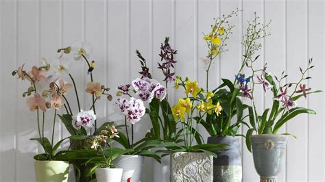 Tabuľka častých problémov a riešení pri pestovaní orchideí
