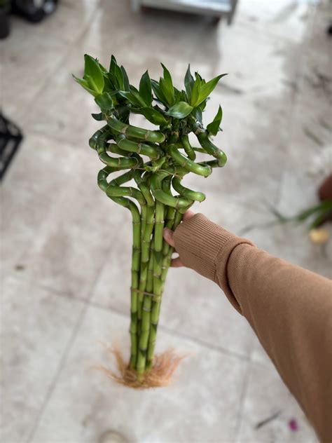 Porovnanie Lucky Bamboo a pravého bambusu
