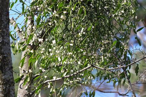 Imelo s bielymi bobuľkami