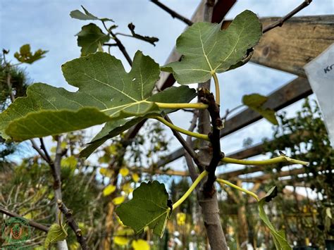 Ilustrácia správneho zalievania figovníka