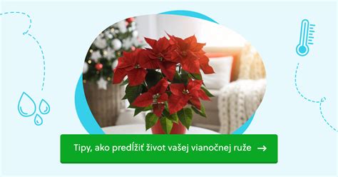 Infografika o ideálnych podmienkach pre vianočnú ružu