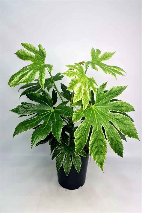 Fatsia japonica - ilustrácia rastliny s veľkými listami