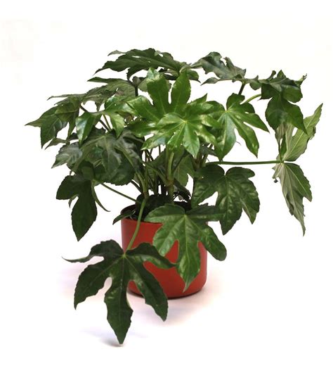 Schéma správneho prerezávania Fatsia japonica