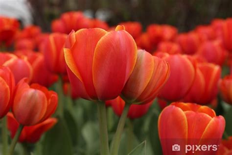 Fotografia tulipánu s okvetím