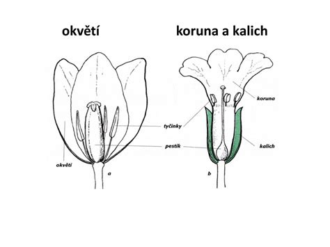 Rozdiel medzi okvetím a rozlíšeným kvetným obalom (kalich a koruna)
