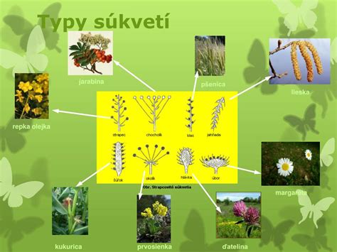Typy strapcovitých súkvetí (nákres)