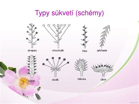Typy vrcholíkovitých súkvetí (nákres)