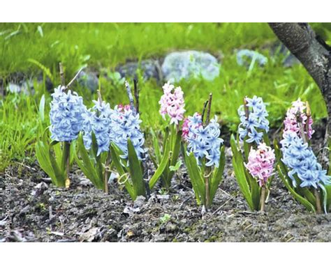 Hyacinty rôznych farieb v záhone