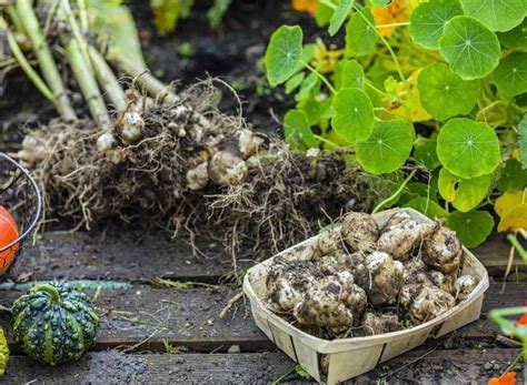 Rozdiel medzi záhradným a vodným hyacintom