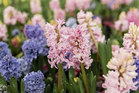 Starostlivosť o hyacinty po odkvitnutí