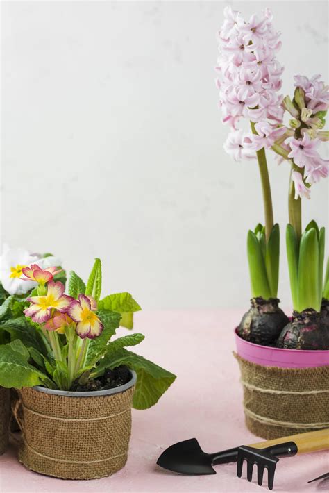 Hyacinty v kvetináčoch ako dekorácia