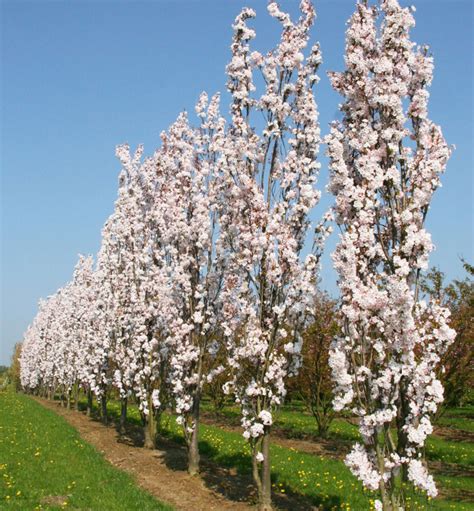 Kvitnúca sakura 'Amanogawa'