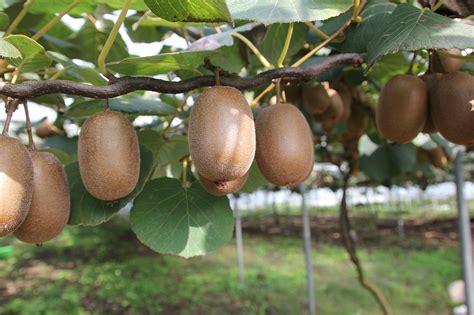 Zlaté kiwi