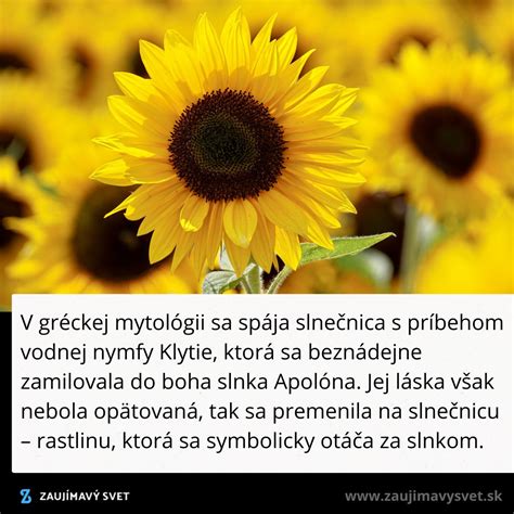 Slnečnica ako symbol hrdosti a energie Leva