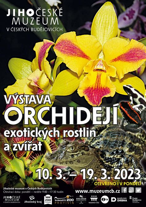 Orchidea pre Škorpióna: exotická krása a tajomstvo