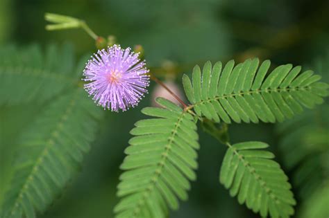 Fľaša s extraktom z Mimosa pudica