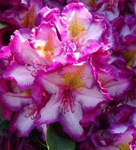 Kvitnúci rododendron HappyDendron 'Pushy Purple'