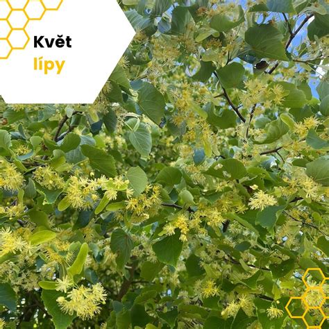 Lipa v rozkvete lákajúca včely