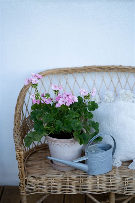 Muškáty prezimované v kartónovej krabici