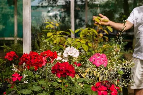 Tabuľka ideálnych podmienok pre prezimovanie muškátov