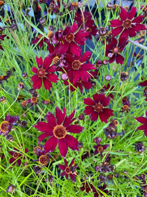 Coreopsis verticillata 'Ruby Red'
