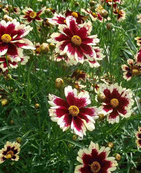 Sadenice Coreopsis verticillata pripravené na presadenie