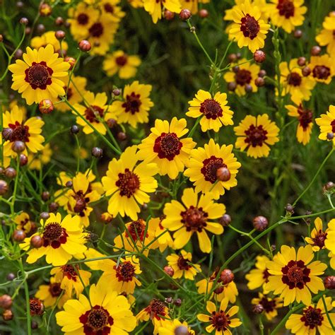 Príklad vyváženej farebnej schémy v záhradnom dizajne s Coreopsis