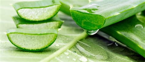 Schéma správnej aplikácie aloe vera gélu na pokožku