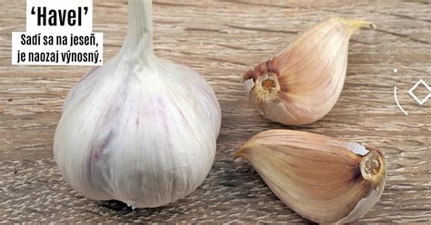 Cesnak paličiak a nepaličiak
