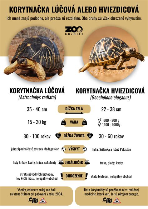 Druhy korytnačiek a ich potrava