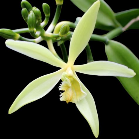 Orchidea Vanilla planifolia s kvetom