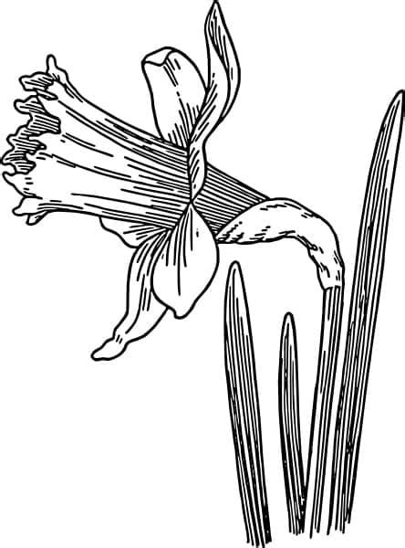 Botanická kresba narcisu
