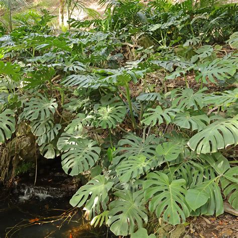 Mapa rozšírenia Monstera Deliciosa